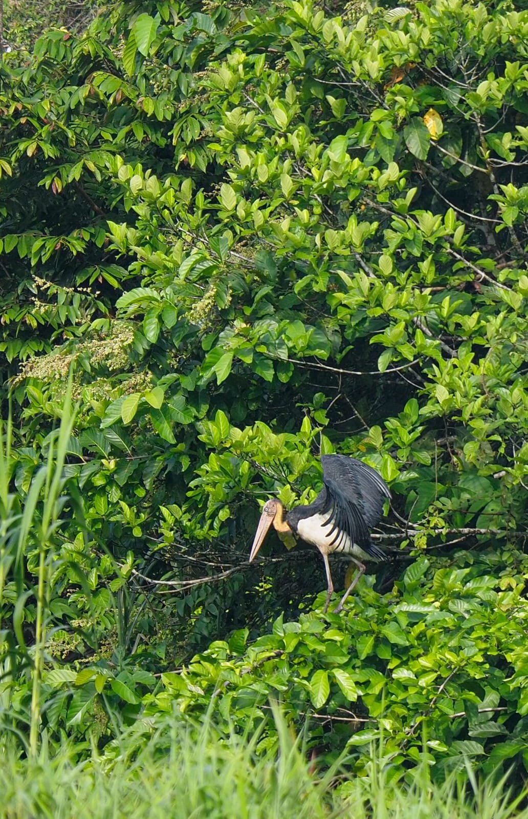 Discover the wild beauty of the Kinabatangan River, one of Borneo’s top wildlife destinations. Cruise through lush rainforest and spot orangutans, proboscis monkeys, pygmy elephants, and exotic birdlife in their natural habitat. This iconic river offers unforgettable jungle adventures with guided safaris, eco-lodges, and Muslim-friendly travel options, including halal meals and prayer-friendly schedules—perfect for nature lovers exploring Borneo.