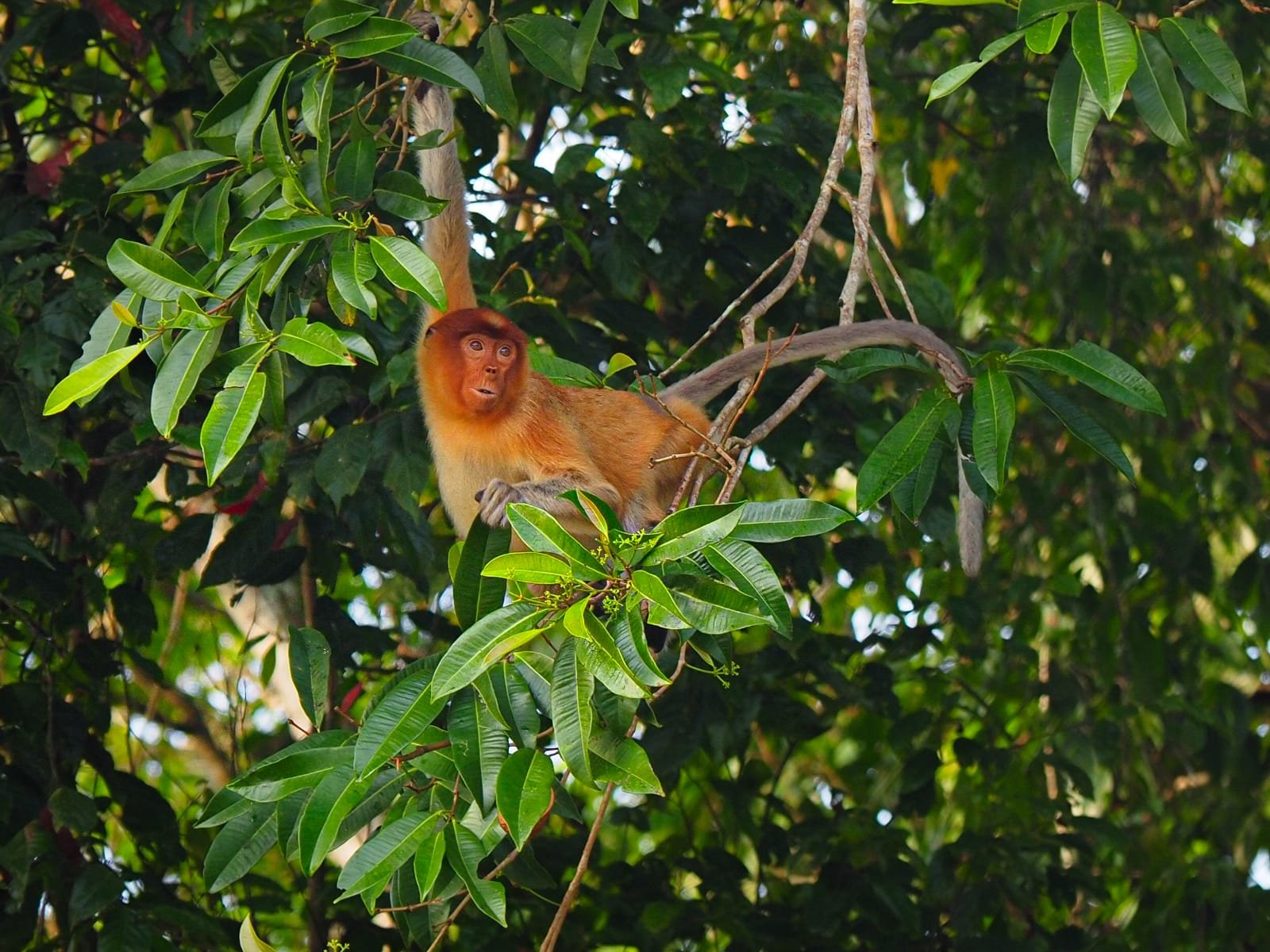 Discover the wild beauty of the Kinabatangan River, one of Borneo’s top wildlife destinations. Cruise through lush rainforest and spot orangutans, proboscis monkeys, pygmy elephants, and exotic birdlife in their natural habitat. This iconic river offers unforgettable jungle adventures with guided safaris, eco-lodges, and Muslim-friendly travel options, including halal meals and prayer-friendly schedules—perfect for nature lovers exploring Borneo.