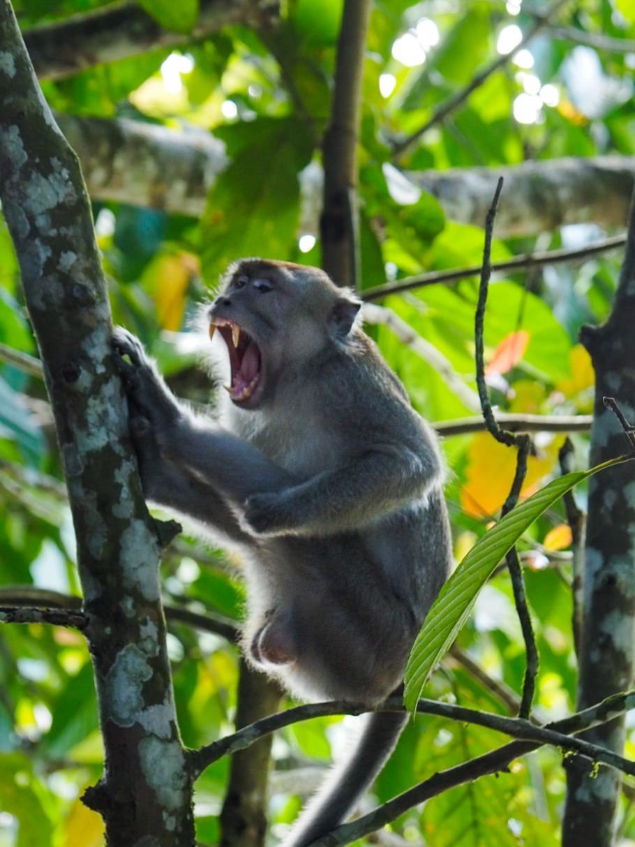 Discover the wild beauty of the Kinabatangan River, one of Borneo’s top wildlife destinations. Cruise through lush rainforest and spot orangutans, proboscis monkeys, pygmy elephants, and exotic birdlife in their natural habitat. This iconic river offers unforgettable jungle adventures with guided safaris, eco-lodges, and Muslim-friendly travel options, including halal meals and prayer-friendly schedules—perfect for nature lovers exploring Borneo.