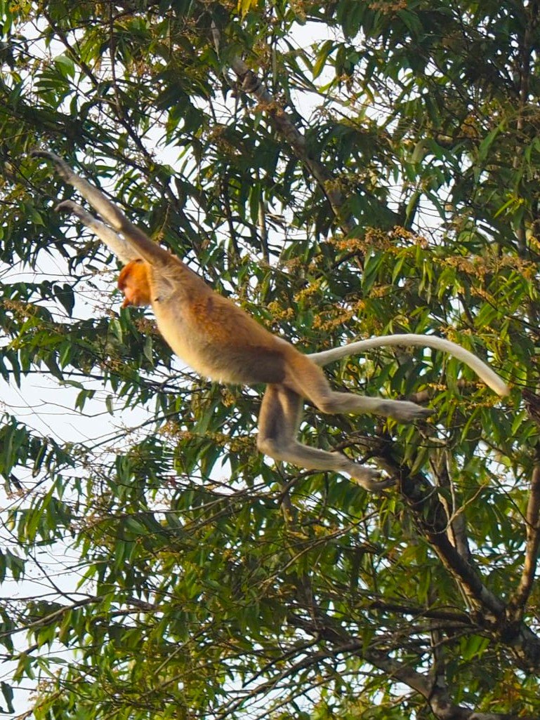 Spot the iconic Proboscis Monkey in the wilds of Borneo, famous for its unique long nose and riverbank habitat. Best seen along the Kinabatangan River, these rare primates are a highlight of any Borneo river cruise. A must-see for wildlife lovers, offering an unforgettable and Muslim-friendly nature experience.
