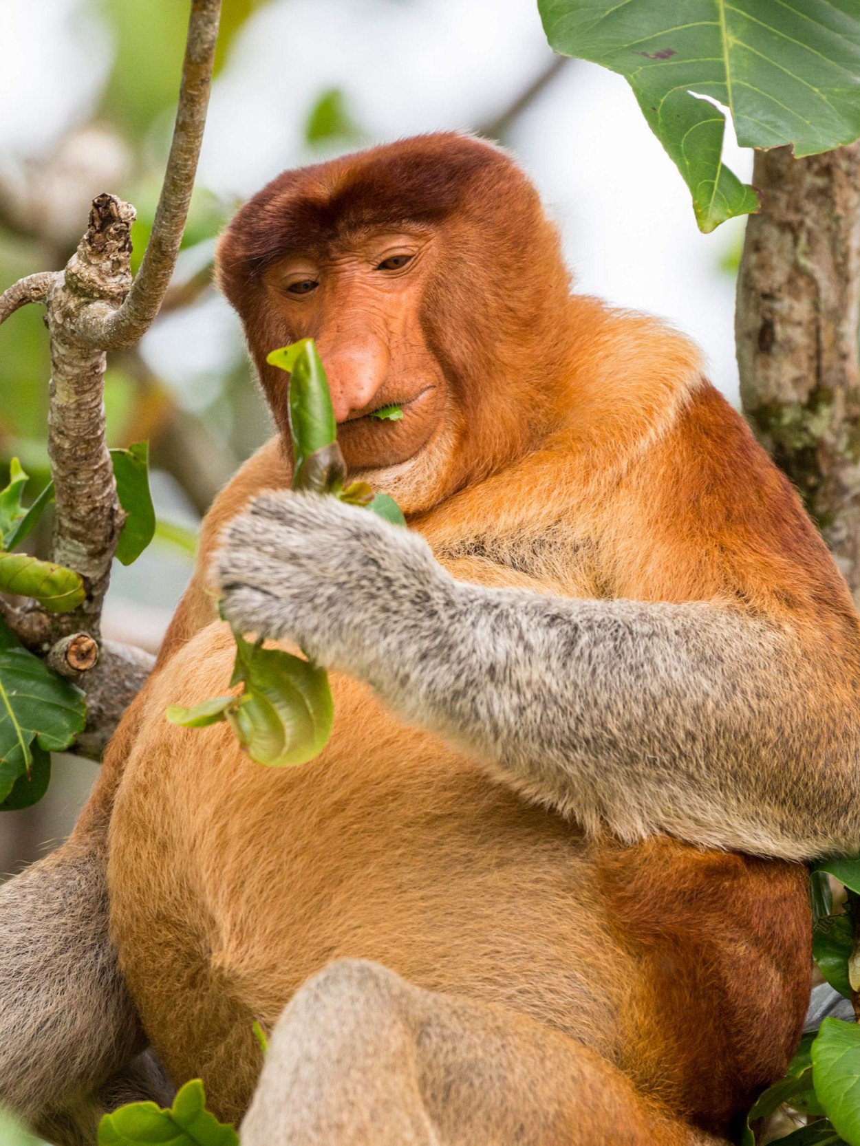 Spot the iconic Proboscis Monkey in the wilds of Borneo, famous for its unique long nose and riverbank habitat. Best seen along the Kinabatangan River, these rare primates are a highlight of any Borneo river cruise. A must-see for wildlife lovers, offering an unforgettable and Muslim-friendly nature experience.