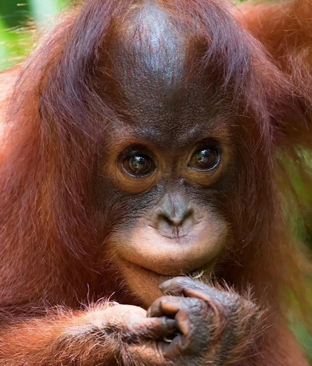 Visit the Sepilok Orangutan Rehabilitation Centre, one of Borneo’s most famous wildlife sanctuaries. Located in the قلب of the rainforest, this centre rescues and rehabilitates orphaned orangutans, giving visitors a chance to observe these incredible primates in a شبه-wild environment. A must-see destination near Sandakan, offering an educational, ethical, and Muslim-friendly travel experience in Borneo.