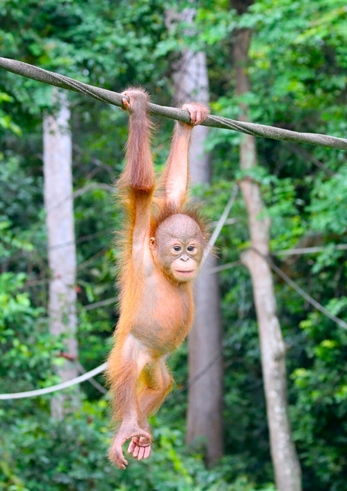 Visit the Sepilok Orangutan Rehabilitation Centre, one of Borneo’s most famous wildlife sanctuaries. Located in the قلب of the rainforest, this centre rescues and rehabilitates orphaned orangutans, giving visitors a chance to observe these incredible primates in a شبه-wild environment. A must-see destination near Sandakan, offering an educational, ethical, and Muslim-friendly travel experience in Borneo.