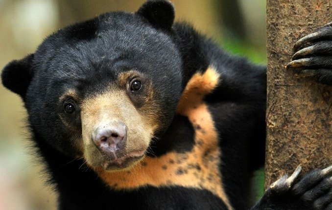 Visit the Bornean Sun Bear Conservation Centre in Sepilok, one of Borneo’s top wildlife attractions. This sanctuary protects the rare Malayan sun bear and allows visitors to observe them in a natural rainforest setting. Combine your visit with nearby orangutan reserves for a complete eco experience. A must-visit for nature lovers seeking an authentic and Muslim-friendly wildlife experience in Borneo.