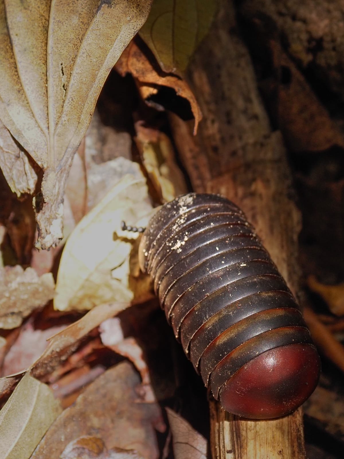 Discover the wild beauty of the Kinabatangan River, one of Borneo’s top wildlife destinations. Cruise through lush rainforest and spot orangutans, proboscis monkeys, pygmy elephants, and exotic birdlife in their natural habitat. This iconic river offers unforgettable jungle adventures with guided safaris, eco-lodges, and Muslim-friendly travel options, including halal meals and prayer-friendly schedules—perfect for nature lovers exploring Borneo.