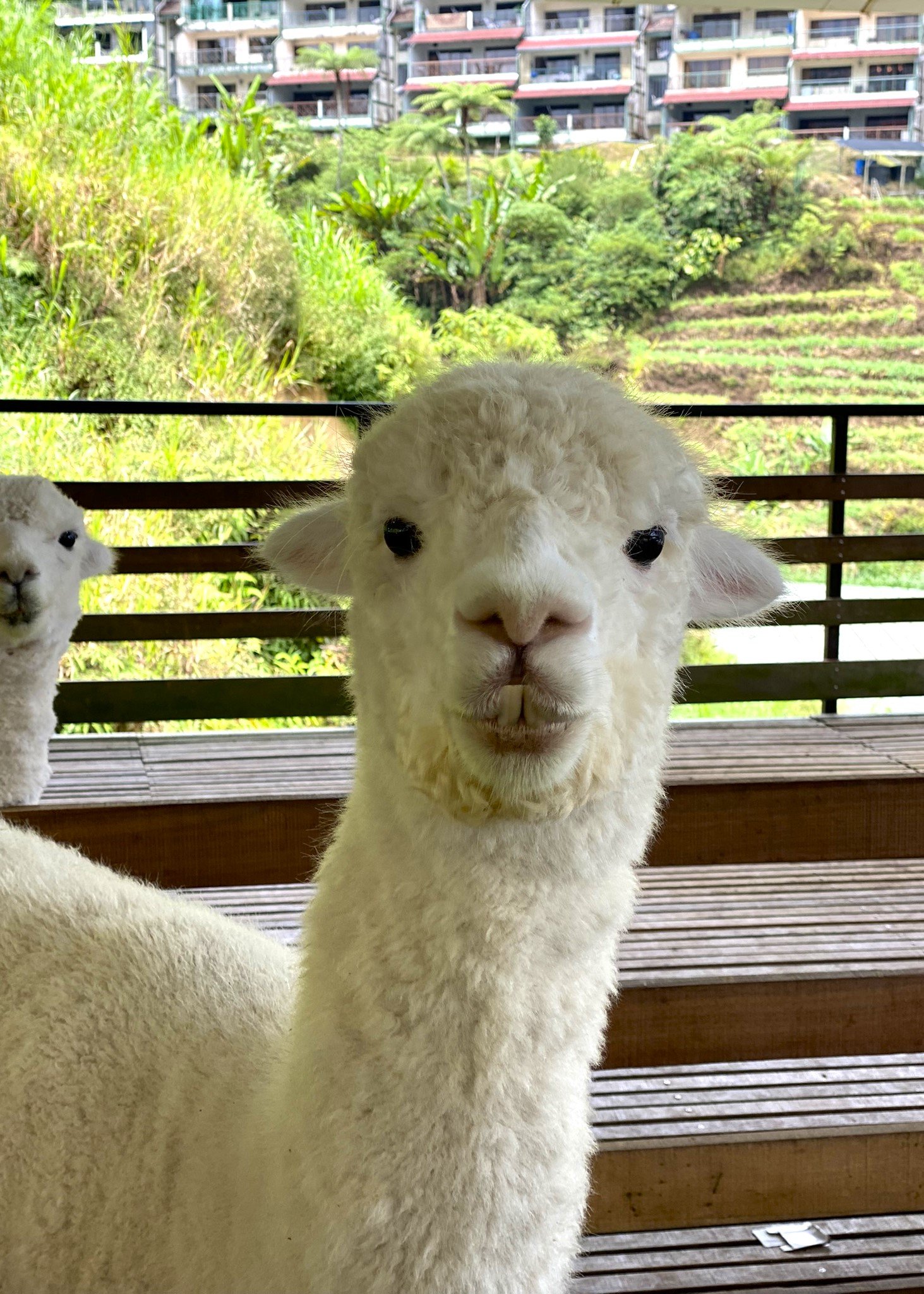 Sheep Sanctuary in Cameron Highlands is a fun, family-friendly attraction where visitors can interact with sheep and enjoy fresh mountain air. Located near Kea Farm, it’s a popular stop for families and animal lovers exploring the highlands. The cool climate and scenic surroundings make it an enjoyable and relaxing visit.