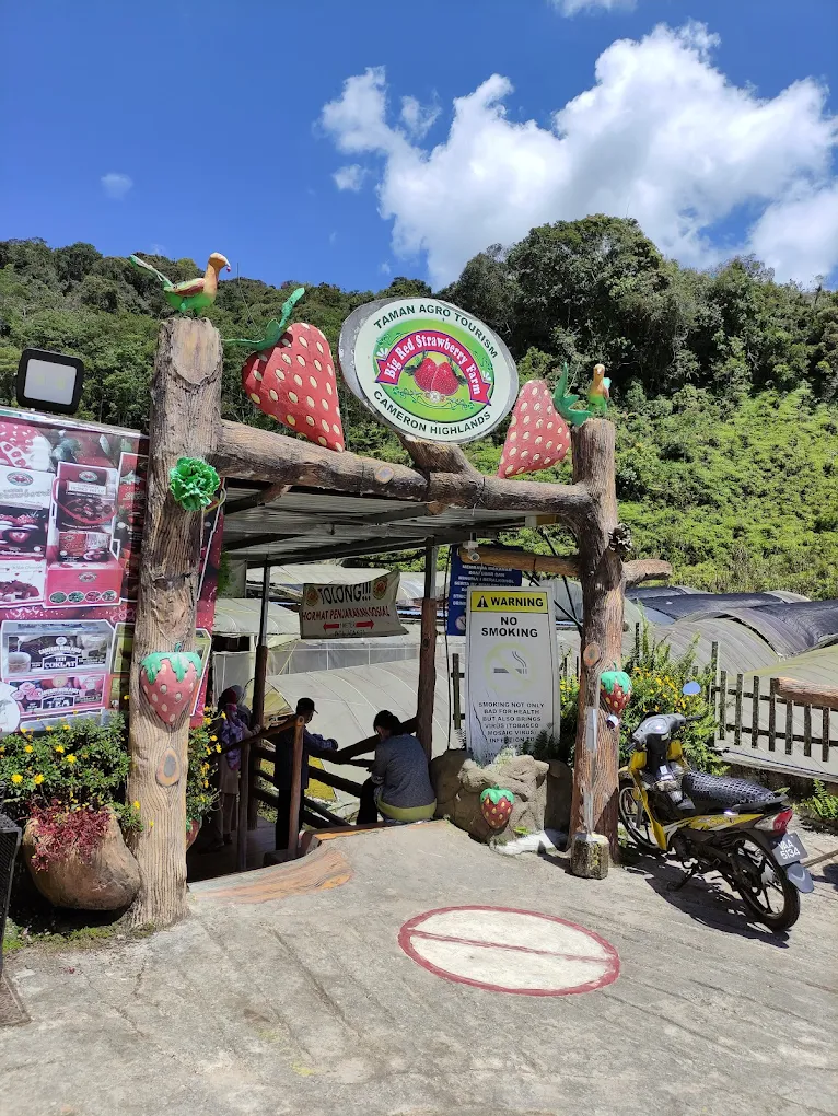 Strawberry farms are a popular attraction in Cameron Highlands, where visitors can see how strawberries are grown in the cool mountain climate. Many farms allow visitors to pick fresh strawberries and enjoy strawberry-based treats. It’s a fun and family-friendly stop while exploring the highlands.