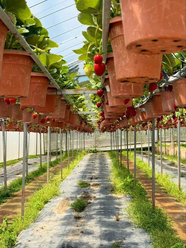 Strawberry farms are a popular attraction in Cameron Highlands, where visitors can see how strawberries are grown in the cool mountain climate. Many farms allow visitors to pick fresh strawberries and enjoy strawberry-based treats. It’s a fun and family-friendly stop while exploring the highlands.