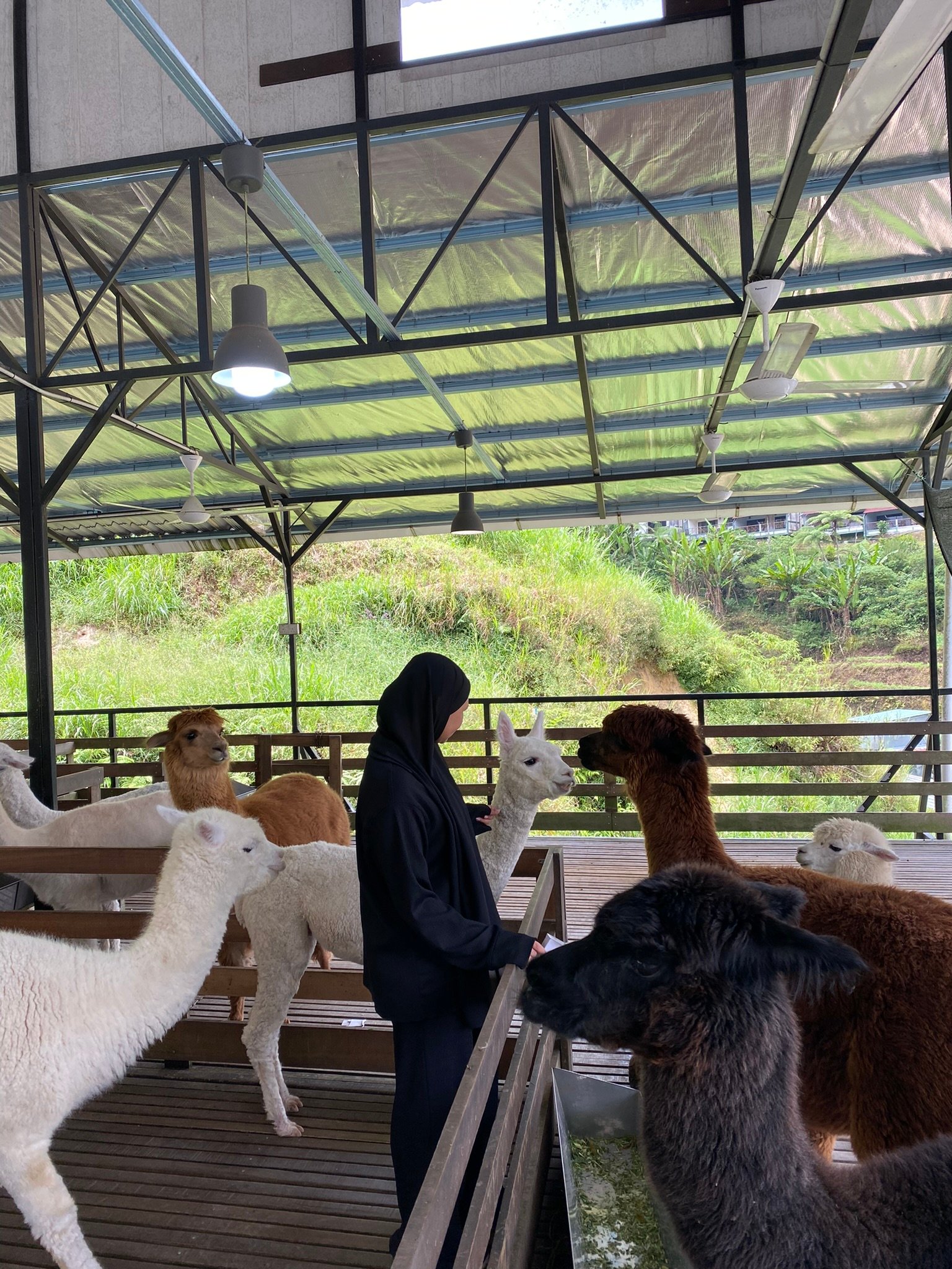 Sheep Sanctuary in Cameron Highlands is a fun, family-friendly attraction where visitors can interact with sheep and enjoy fresh mountain air. Located near Kea Farm, it’s a popular stop for families and animal lovers exploring the highlands. The cool climate and scenic surroundings make it an enjoyable and relaxing visit.
