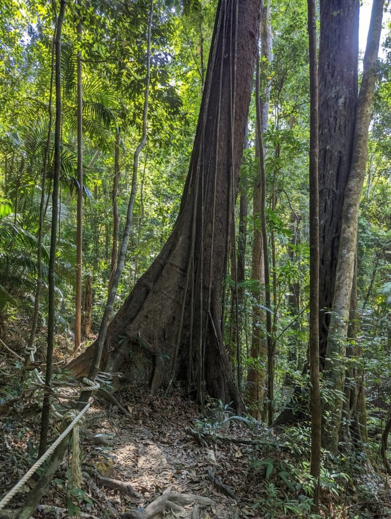 Hike Gunung Machinchang, one of the oldest geological formations in Southeast Asia. This rainforest trail offers panoramic views over Langkawi and the Andaman Sea, rich biodiversity, and a rewarding summit experience. Perfect for nature lovers seeking an active adventure on this Muslim friendly island.