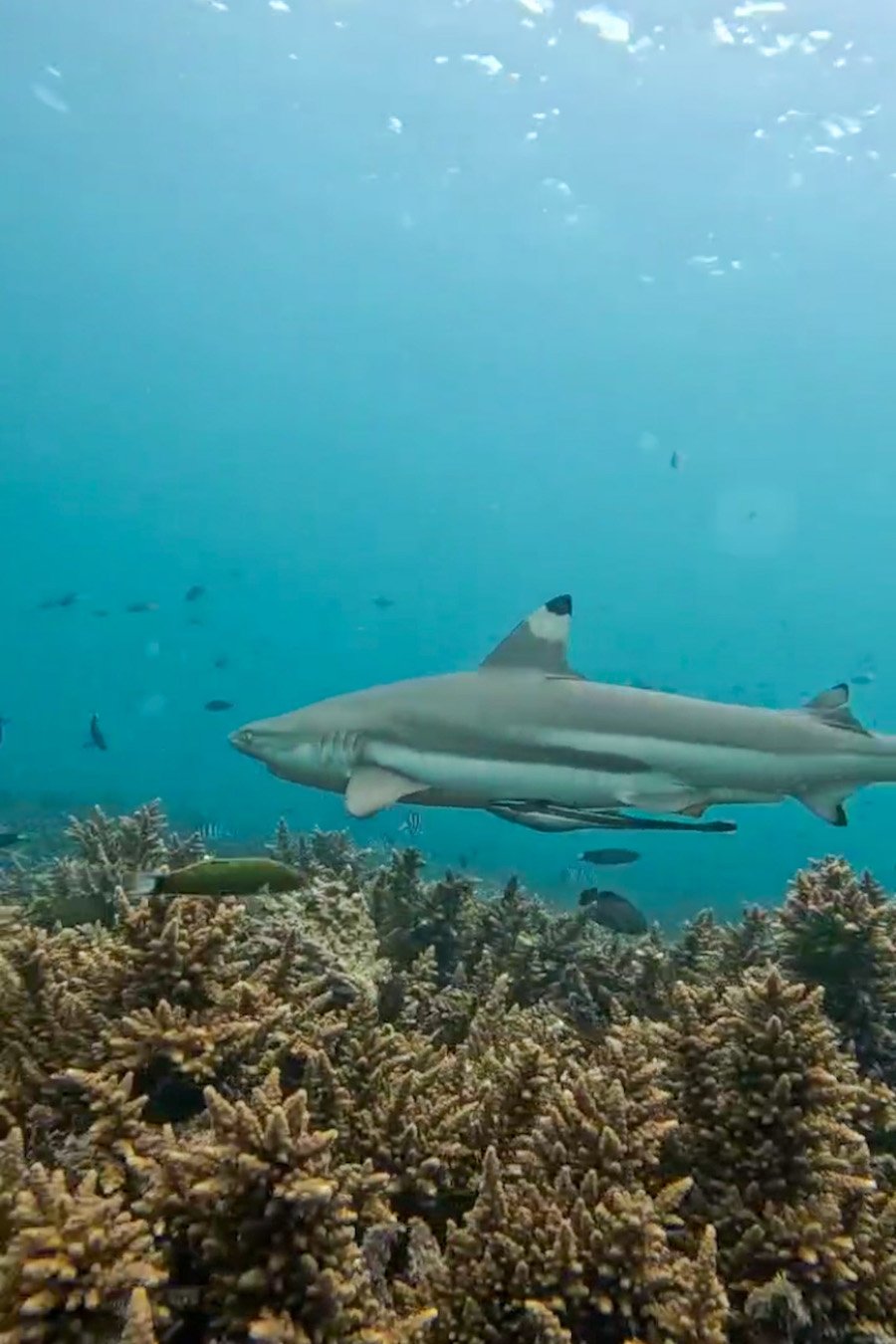 A snorkeling trip in the Perhentian Islands is one of the top activities for visitors. Guided boat tours take you to vibrant coral reefs around Perhentian Kecil and Perhentian Besar, where you can spot tropical fish, sea turtles, and sometimes reef sharks. Most tours include multiple snorkeling stops, equipment rental, and a boat guide. With crystal-clear waters and rich marine life, snorkeling in the Perhentians is a must-do experience for beach and nature lovers.