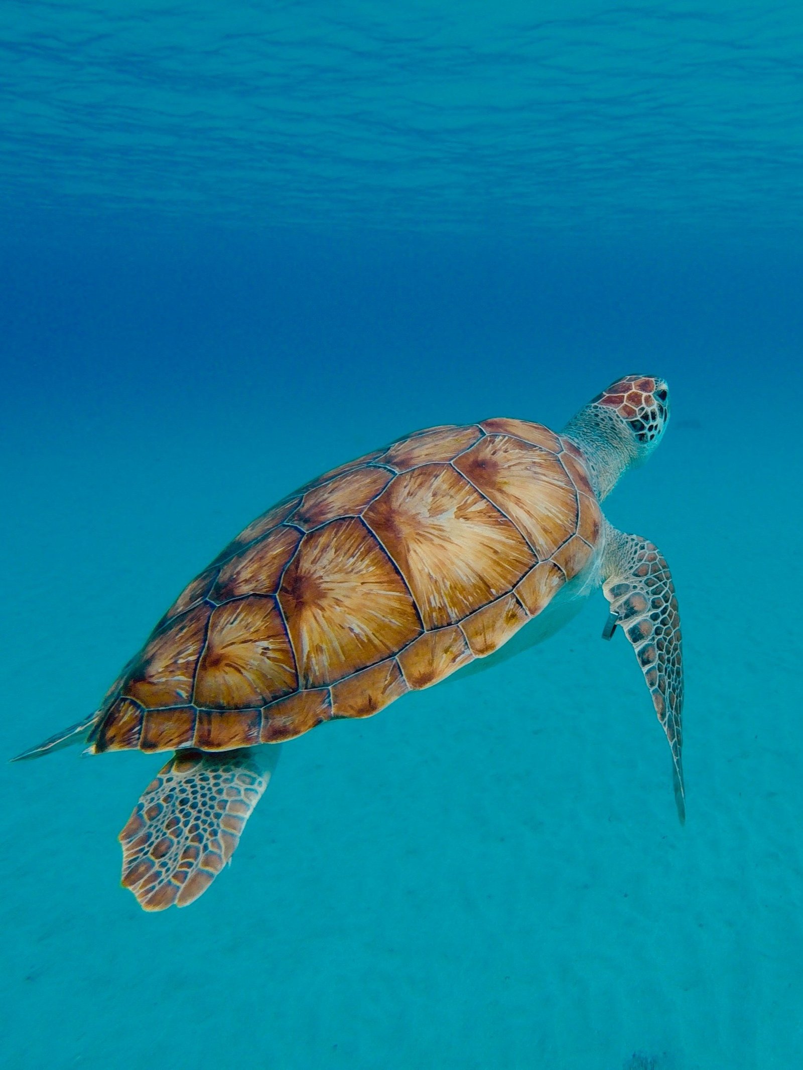 Diving in the Perhentian Islands is one of Malaysia’s top underwater experiences. Around Perhentian Kecil and Perhentian Besar, divers can explore vibrant coral reefs, colorful marine life, sea turtles, and occasional reef sharks. Several certified dive centers offer fun dives and PADI courses for beginners and advanced divers. With warm, clear waters and excellent visibility, the Perhentians are a prime destination for scuba diving in Malaysia.