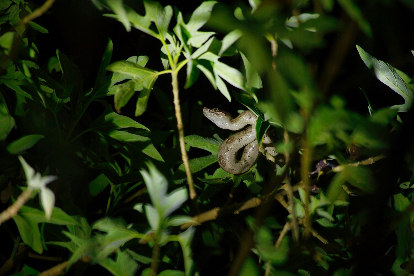 Taman Negara combines tropical rainforest beauty with halal travel convenience, making it perfect for Muslim explorers and nature lovers.