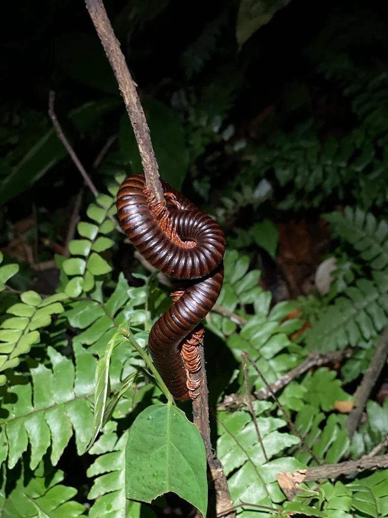 Taman Negara combines tropical rainforest beauty with halal travel convenience, making it perfect for Muslim explorers and nature lovers.