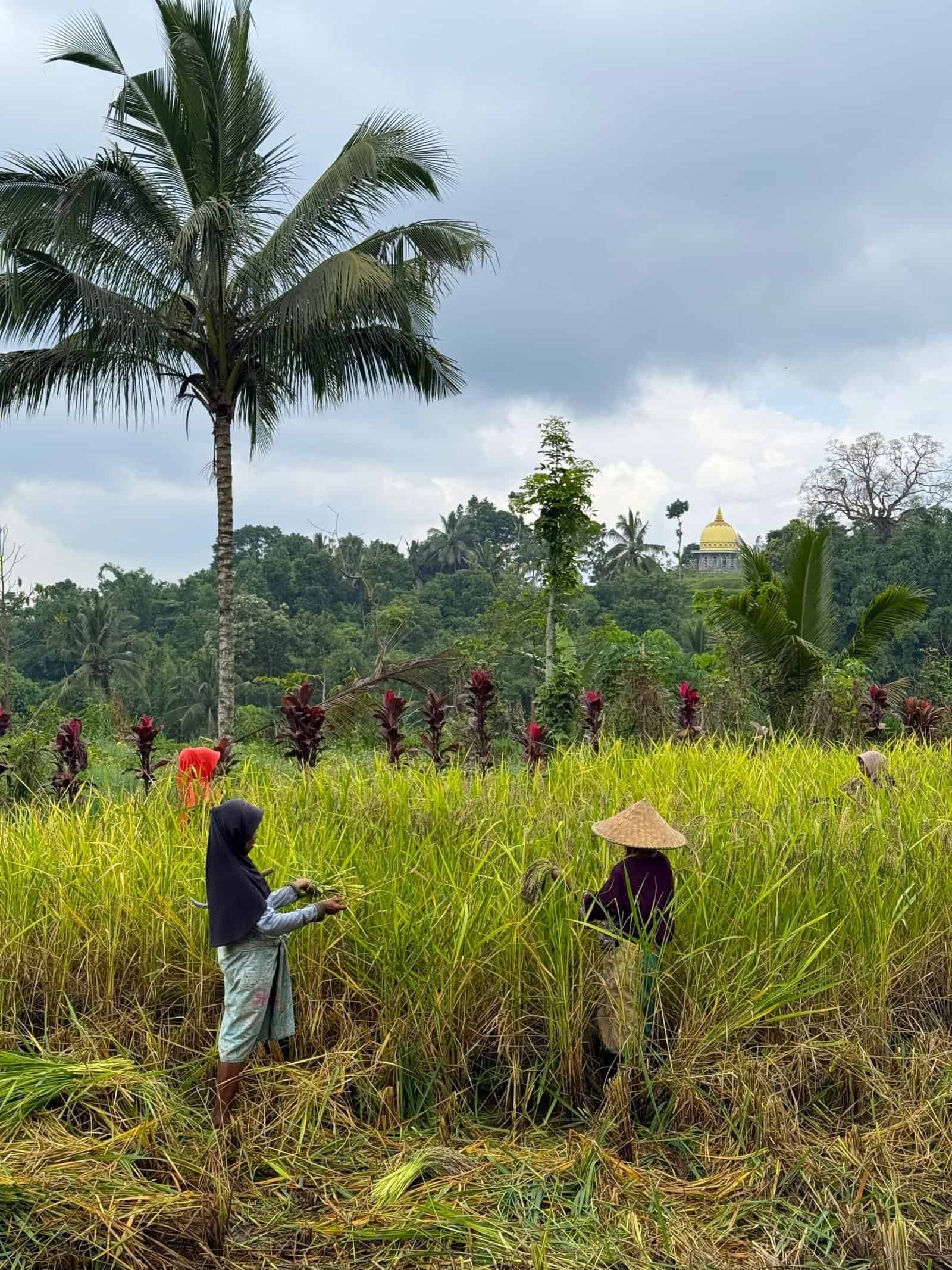 Discover Tetebatu in eastern Lombok—a lush, peaceful escape known for rice terraces, waterfalls, and authentic Sasak culture. One of the best things to do in Lombok, Tetebatu offers a relaxing, halal-friendly experience surrounded by nature.